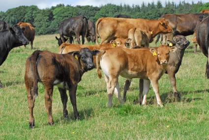 Crossbred cows and calves