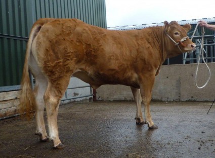 Haltcliffe Flower 15,000gns