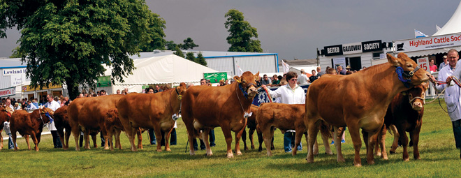 Limousin Parade