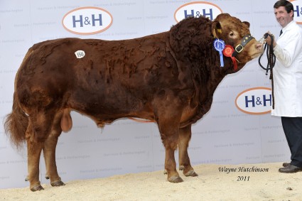 Whinfell Flamboyant - 12,000gns - Res Senior Champion